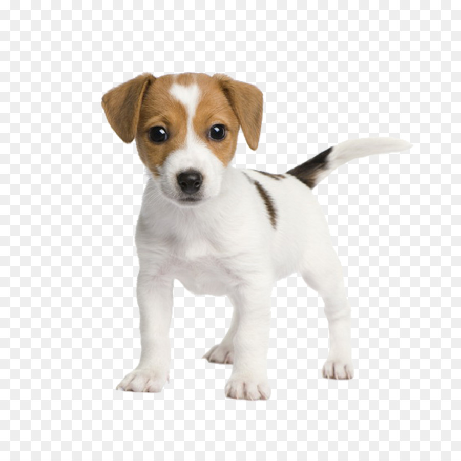 Jack Russell Terrier Miniature Fox Terrier Bull Terrier Chihuahua Rat Terrier - puppy png download - 2953*2953 - Free Transparent Jack Russell Terrier png Download.