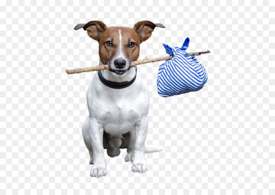 Jack Russell Terrier Rat Terrier Dog breed Animal - Street Dogs In Thailand png download - 531*626 - Free Transparent Jack Russell Terrier png Download.
