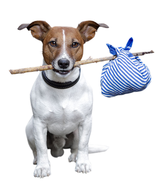 Jack Russell Terrier Rat Terrier Dog breed Animal - Street Dogs In ...