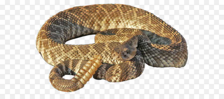 Rattlesnake - Rattlesnake Png png download - 1024*623 - Free Transparent Snake png Download.