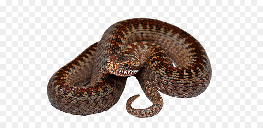 Rattlesnake Reptile - tapis png download - 600*437 - Free Transparent Snake png Download.
