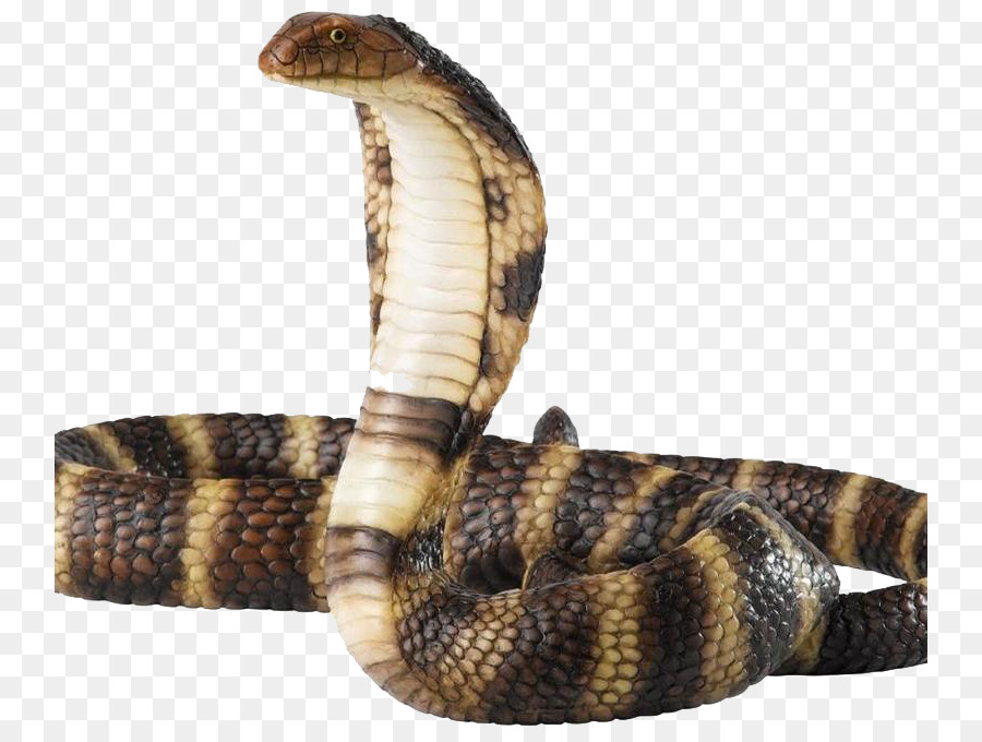 Rattlesnake Cobra - snake png download - 800*672 - Free Transparent Snake png Download.