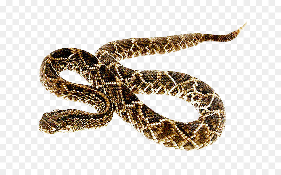 Rattlesnake - Snake png download - 800*553 - Free Transparent Snake png Download.