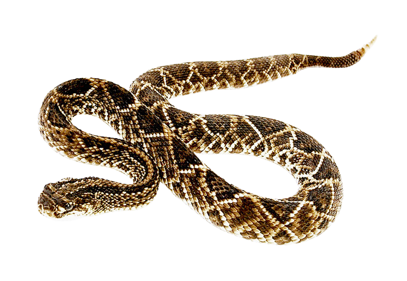 Rattlesnake - Snake png download - 800*553 - Free Transparent Snake png ...