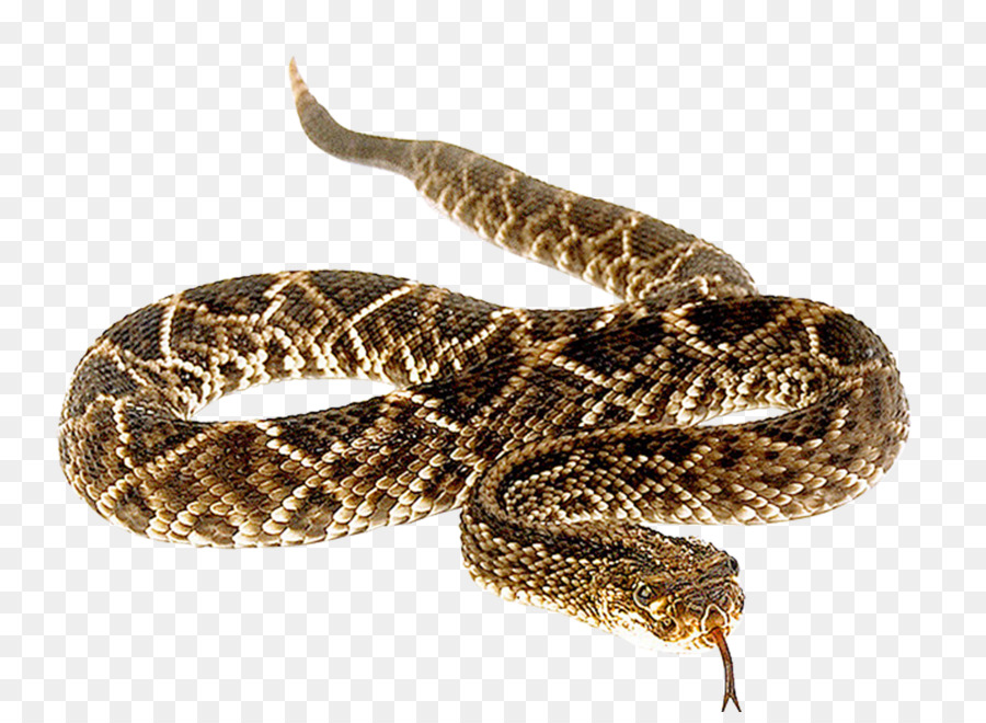 Snakebite Anaconda Vipers Venomous snake - snake png download - 1600*1155 - Free Transparent Snake png Download.