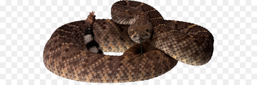 Western diamondback rattlesnake Vipers - snake png download - 600*294 - Free Transparent Snake png Download.