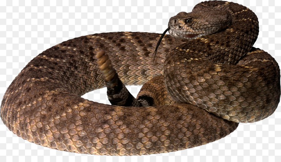 Snakes Reptile Rattlesnake Pit viper - direct png download - 2263*1262 - Free Transparent Snakes png Download.