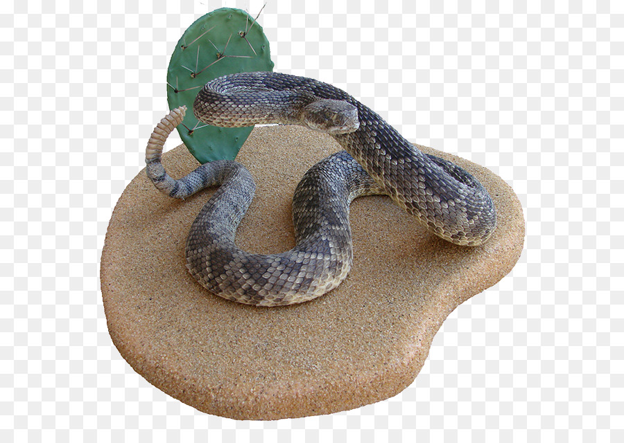Rattlesnake Hognose Boa constrictor Kingsnakes - snake png download - 650*623 - Free Transparent Rattlesnake png Download.