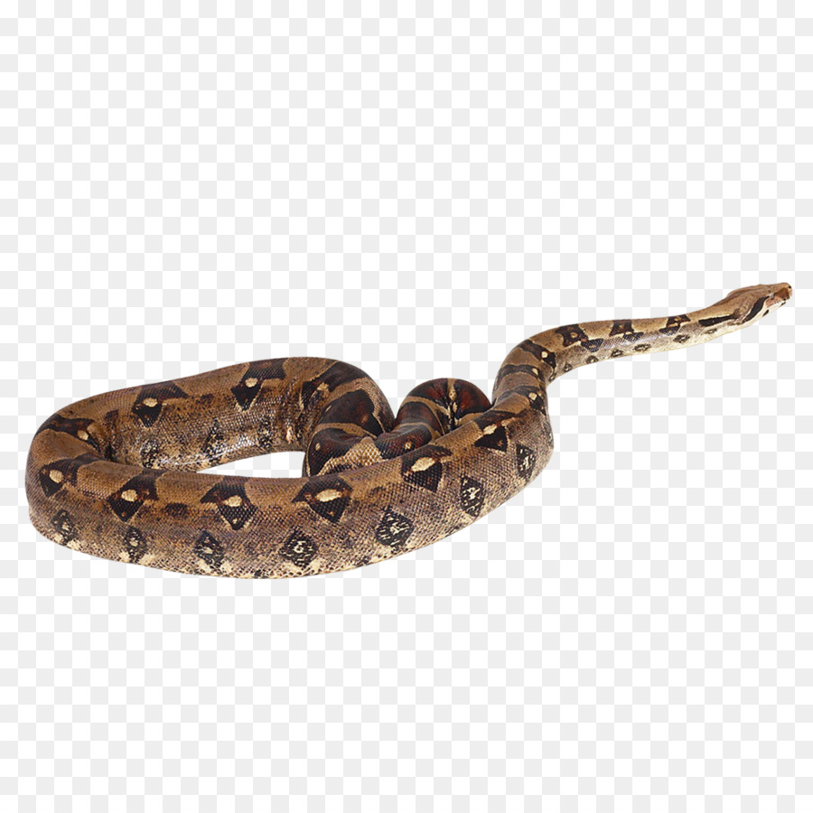 Rattlesnake Boa constrictor Vipers - snake png download - 1000*1000 - Free Transparent Snake png Download.
