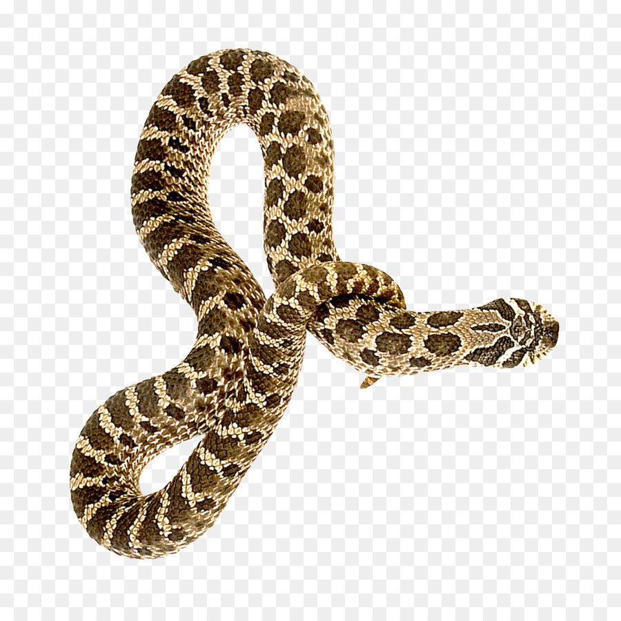 Rattlesnake - Snake png download - 900*889 - Free Transparent Snake png Download.