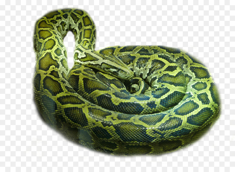 Rattlesnake Boa constrictor - snake png download - 900*655 - Free Transparent Rattlesnake png Download.