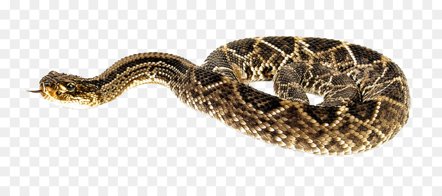 Rattlesnake - Snake png download - 1000*439 - Free Transparent Snake png Download.
