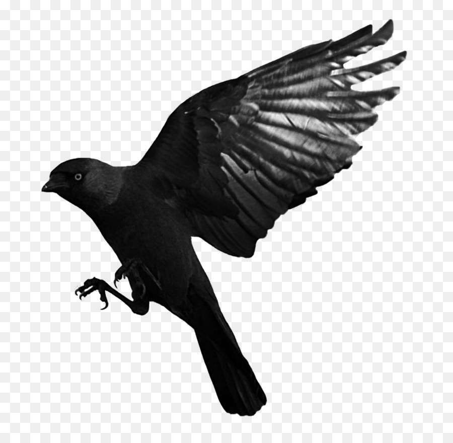 Bird Common raven Western jackdaw - Raven Flying Transparent PNG png download - 1024*990 - Free Transparent Bird png Download.