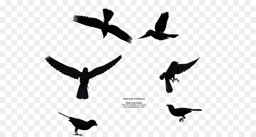 Bird flight Common raven Bird flight Clip art - Raven Bird PNG File png download - 600*480 - Free Transparent Bird png Download.