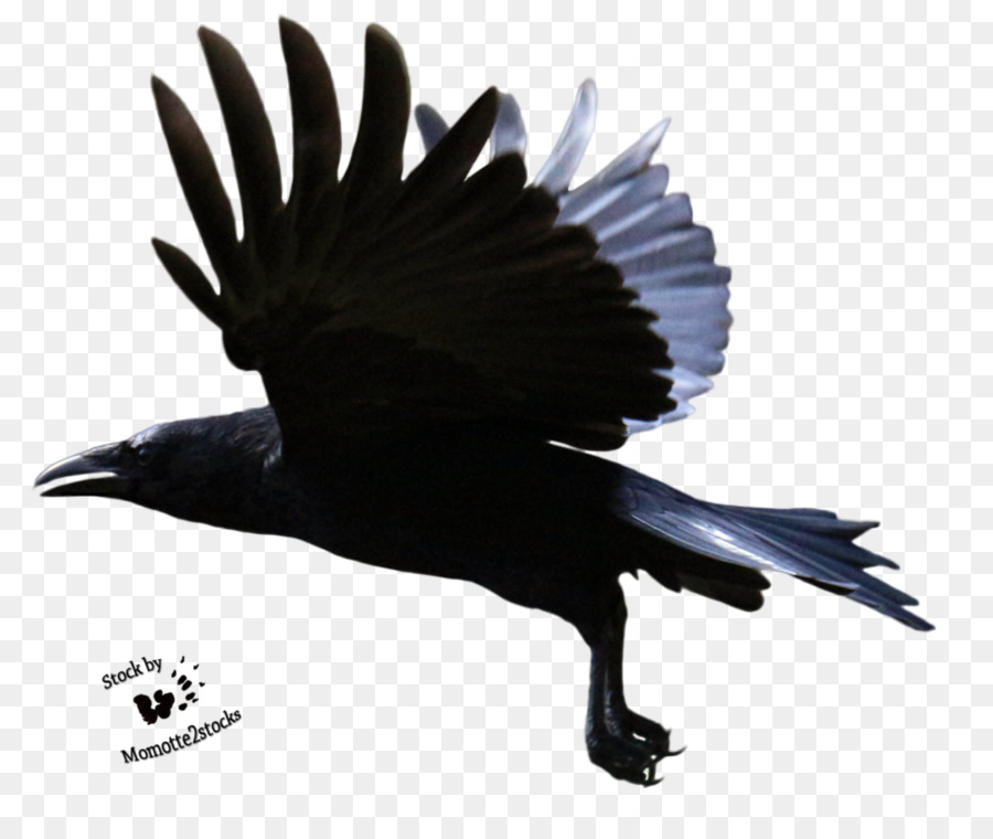 Common raven Clip art - Raven Flying PNG Clipart png download - 975*820 - Free Transparent American Crow png Download.