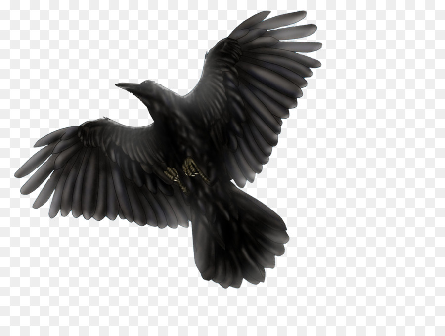Common blackbird Common raven Flight - raven png download - 1097*823 - Free Transparent Bird png Download.