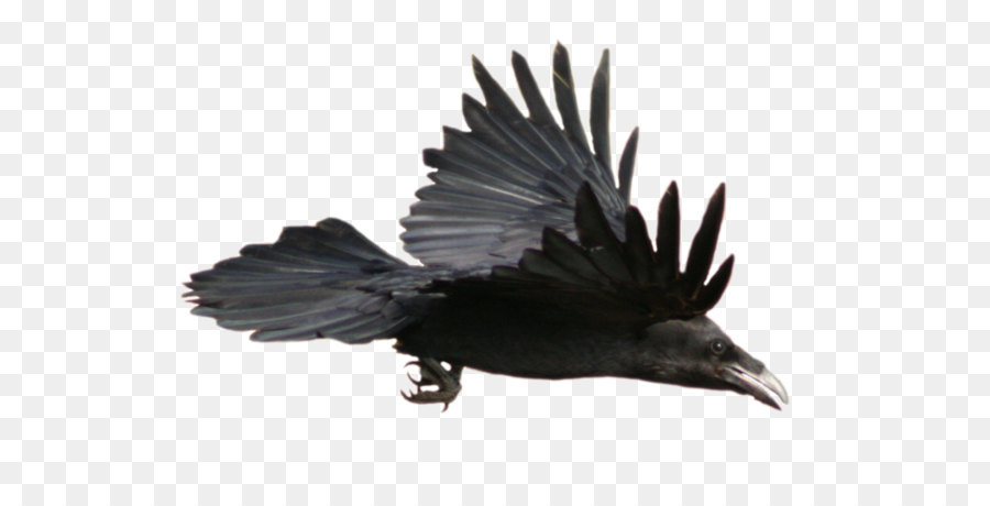 Common raven Flight Watercolor painting Clip art - Raven Png Hd png download - 800*544 - Free Transparent Common Raven png Download.