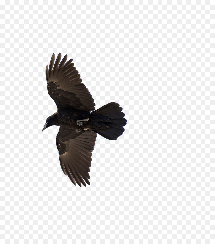 American crow Common raven Bird Flight - Flying Crow png download - 1020*1134 - Free Transparent American Crow png Download.