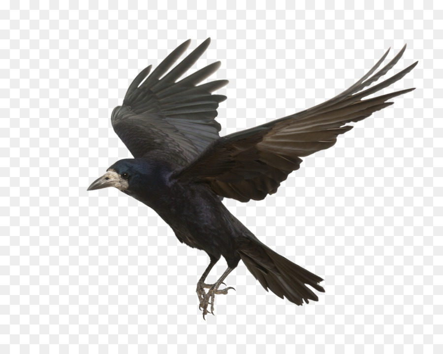 Rook Common raven Bird Carrion crow Flight - Flying Crow png download - 2176*1700 - Free Transparent Rook png Download.