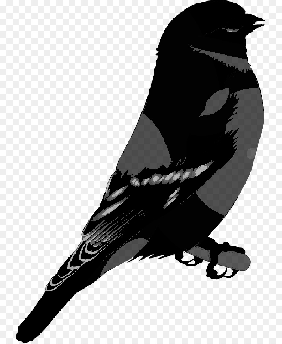 American crow Common raven Crow family Silhouette -  png download - 800*1096 - Free Transparent American Crow png Download.