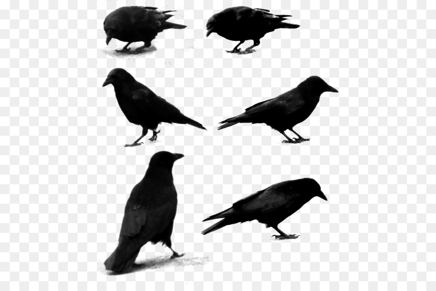 American crow Rook Common raven Passerine Bird - Bird png download - 514*600 - Free Transparent American Crow png Download.