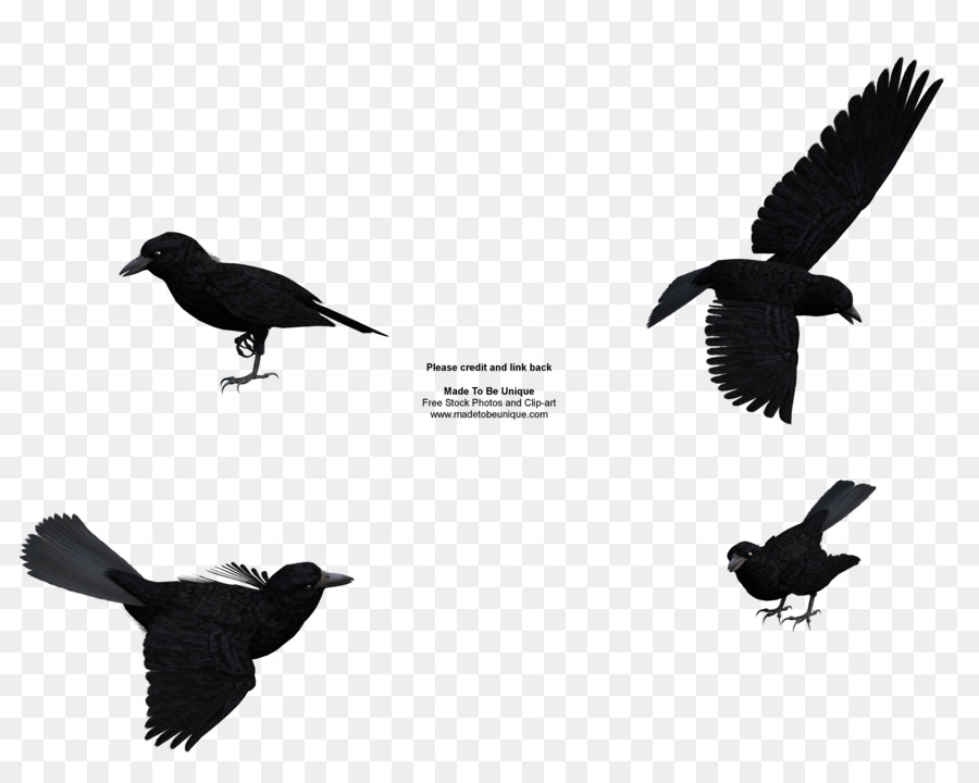 Rook Common raven Baltimore Ravens Free content Clip art - Common Cliparts png download - 4000*3200 - Free Transparent Rook png Download.