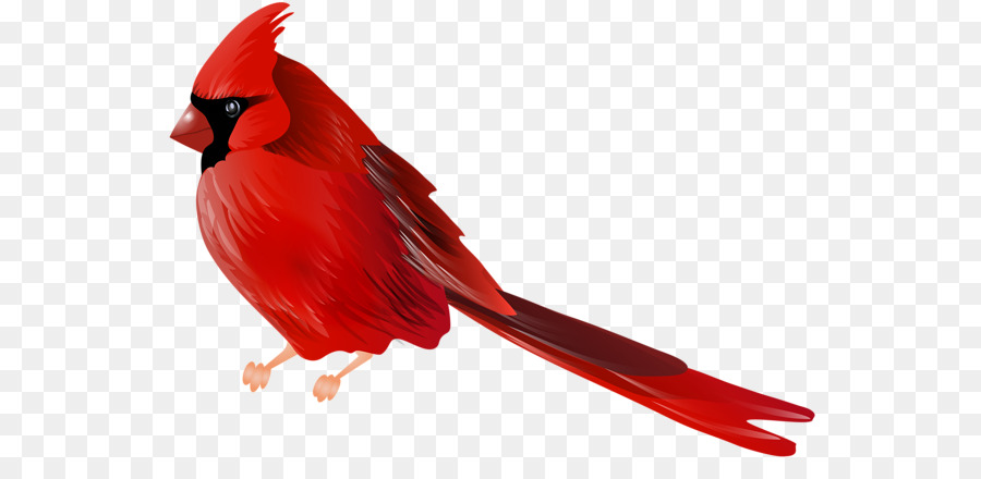 Northern cardinal Bird Clip art - Bird png download - 600*422 - Free Transparent Northern Cardinal png Download.
