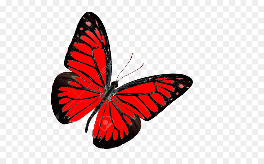 Monarch butterfly Insect Red Nymphalidae - red butterfly png download - 650*556 - Free Transparent Butterfly png Download.