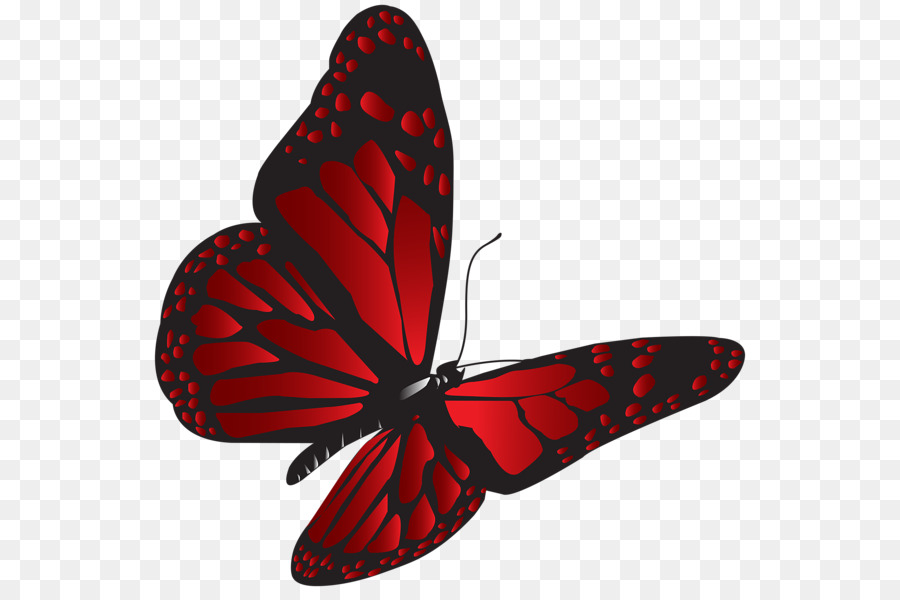Butterfly Red Clip art - red butterfly png download - 600*591 - Free Transparent Butterfly png Download.