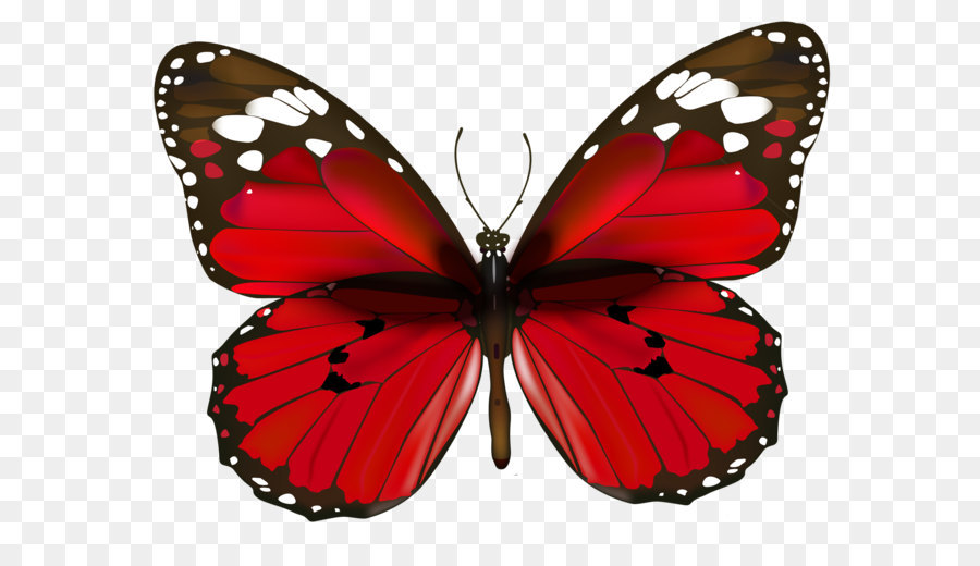 Butterfly Red Clip art - Red Butterfly PNG Clipart png download - 2704*2090 - Free Transparent Butterfly png Download.