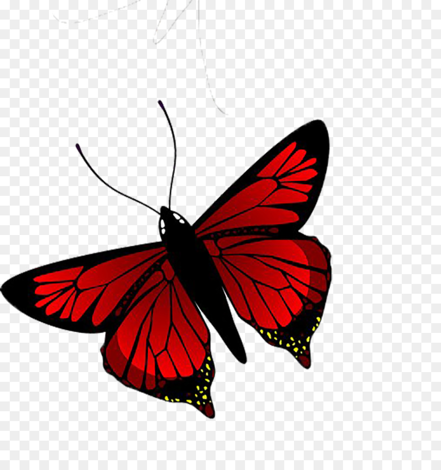 Butterfly Illustration - Red butterfly png download - 1000*1061 - Free Transparent Butterfly png Download.