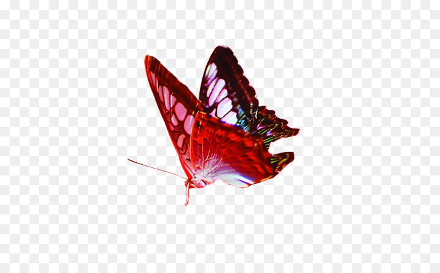 Butterfly Gratis Red - butterfly png download - 619*541 - Free Transparent Butterfly png Download.