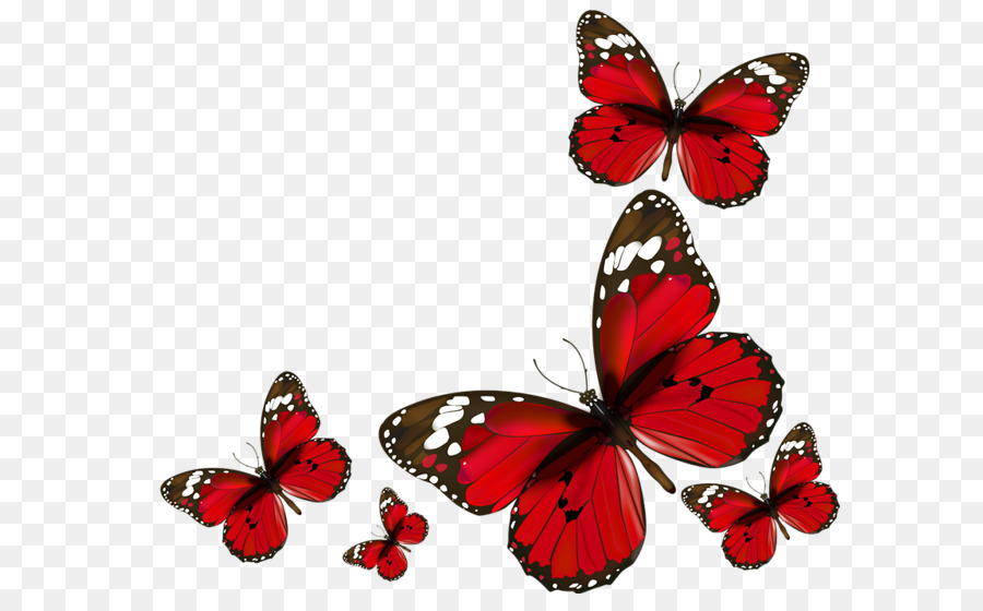 Wedding invitation Clip art - red butterfly png download - 638*544 - Free Transparent Wedding Invitation png Download.
