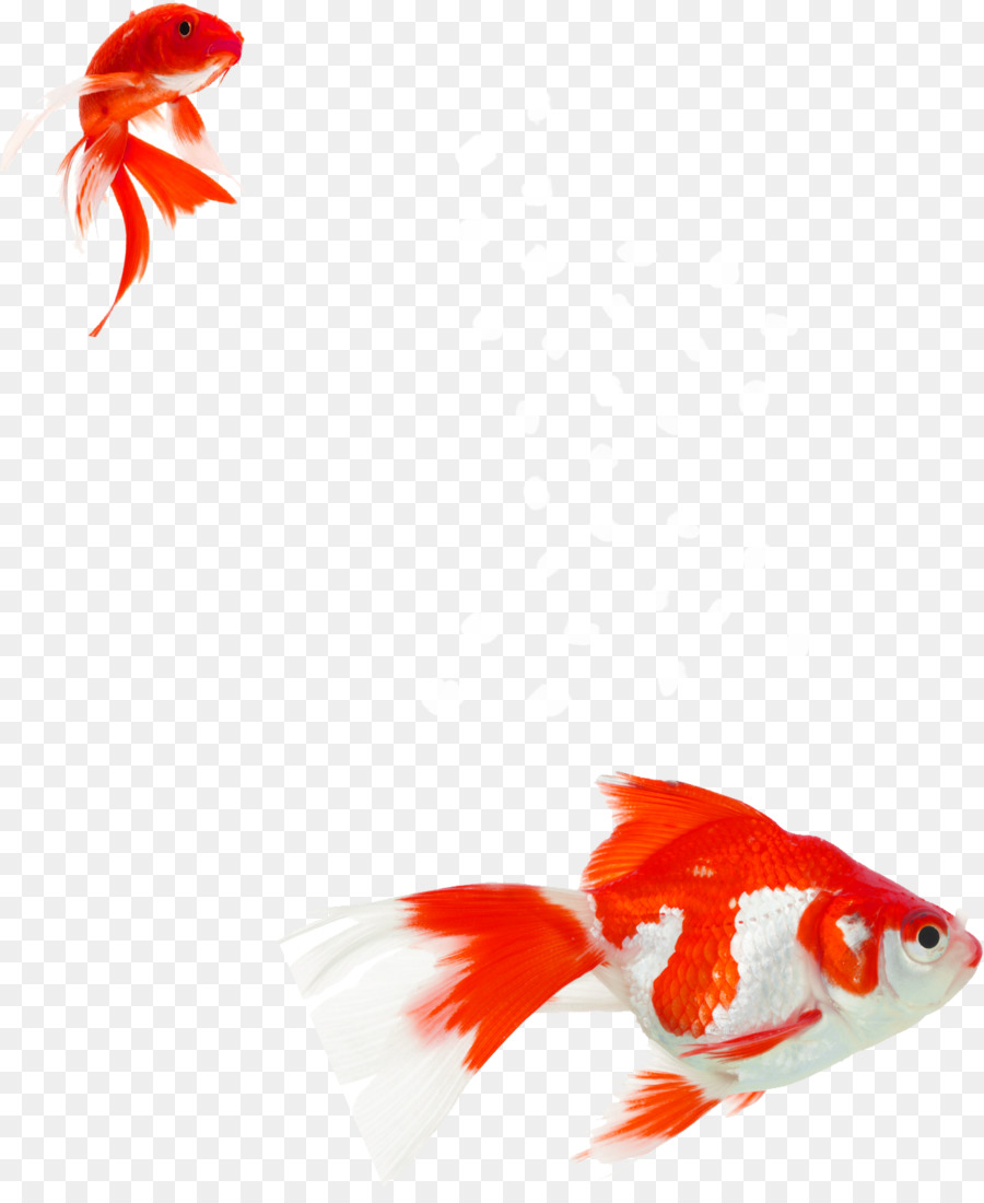 Goldfish Aquarium Aquatic Plants Koi Water - acronym silhouette png download - 1175*1419 - Free Transparent Goldfish png Download.