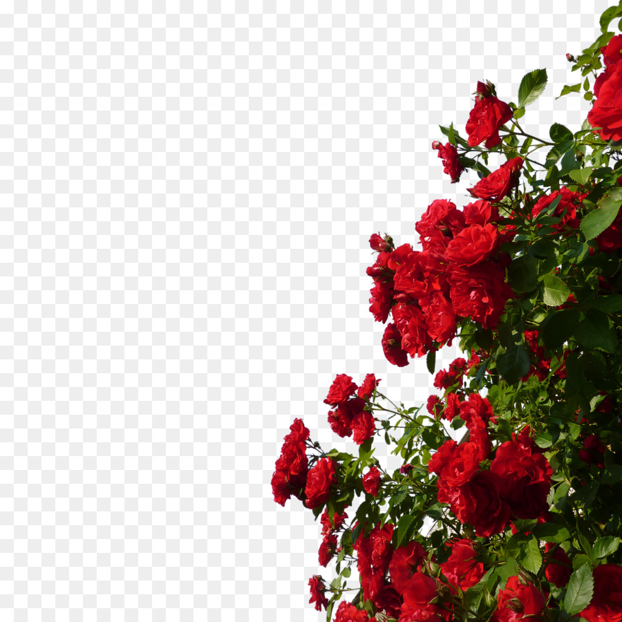 Rose Red Flower - GARDEN png download - 1280*1280 - Free Transparent Rose png Download.