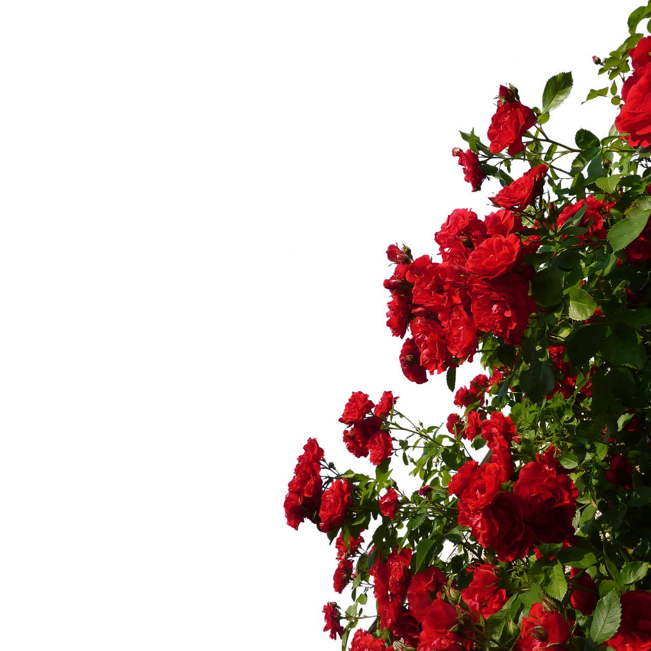 Rose Red Flower Garden Png Download 12801280 Free Transparent