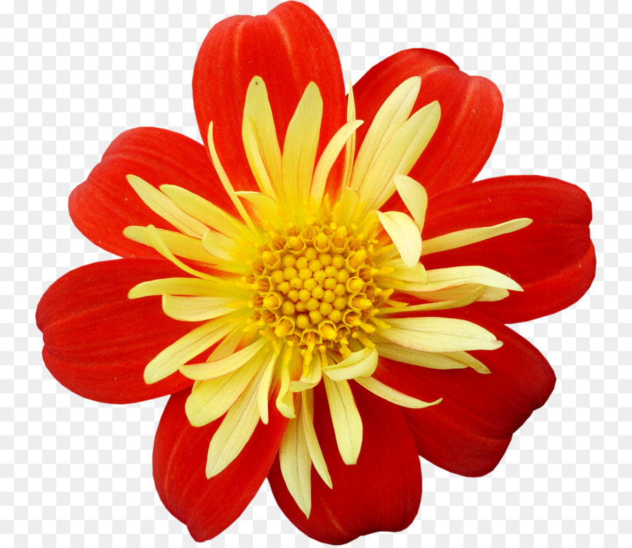Yellow Red Flower Clip art - flower png download - 800*777 - Free Transparent Yellow png Download.