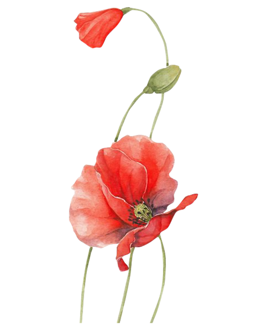 Poppy Watercolour Flowers Red - flower png download - 850*1080 - Free ...