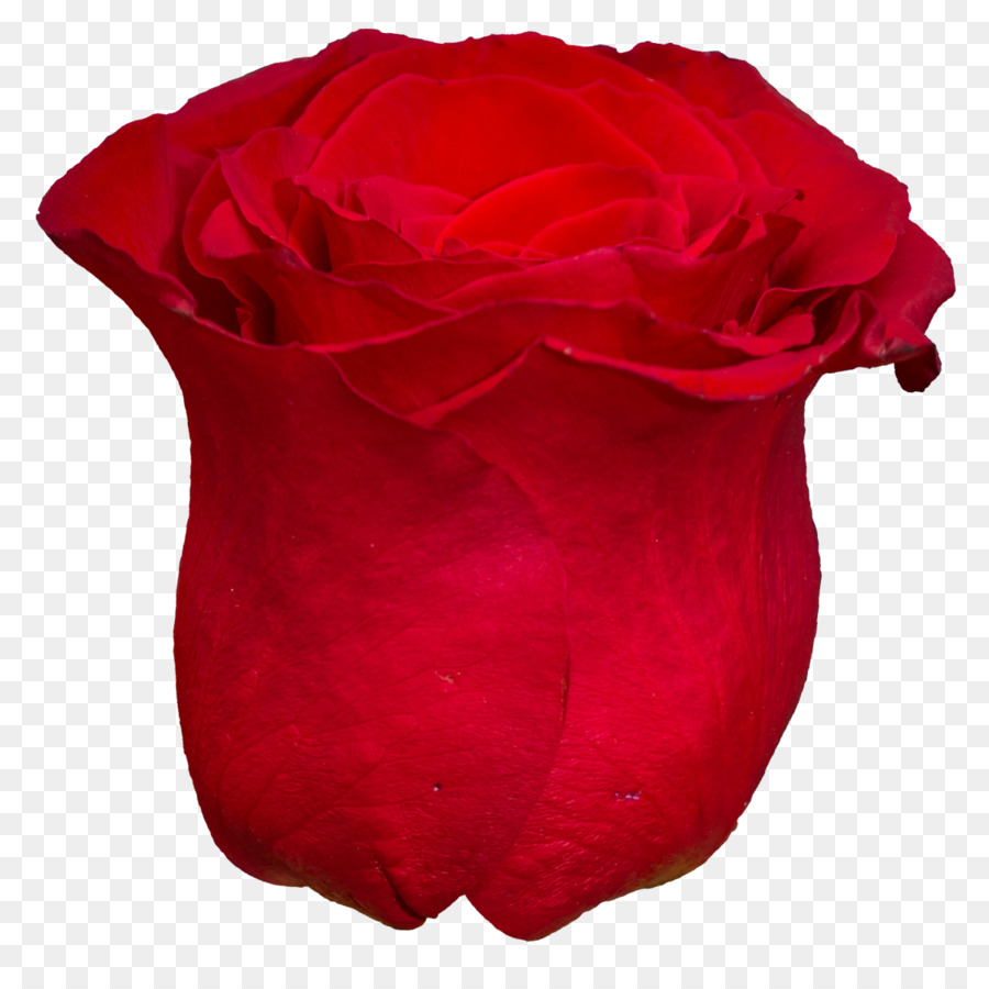 Centifolia roses Red Petal Clip art - red flower png download - 1200*1200 - Free Transparent Centifolia Roses png Download.