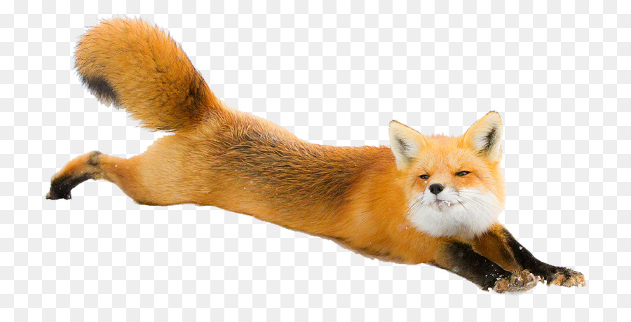 Red fox Arctic fox Silver fox Fennec fox - arctic fox png download - 1200*600 - Free Transparent RED Fox png Download.