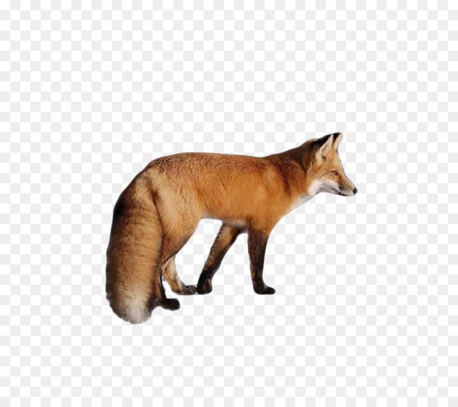 Red fox Download Clip art - fox png download - 800*800 - Free Transparent RED Fox png Download.
