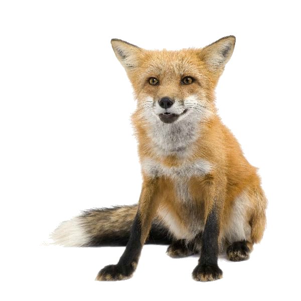 Red fox Zorro Fennec fox Drawing - fennec fox png download - 600*600 ...