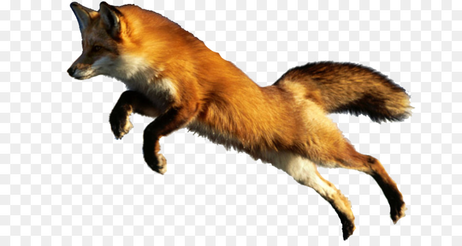 Red fox Cat Raccoon Animal - fox png download - 927*494 - Free Transparent RED Fox png Download.