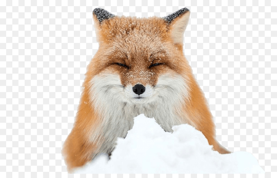 Arctic fox Red fox Winter - arctic fox png download - 850*566 - Free Transparent Arctic Fox png Download.