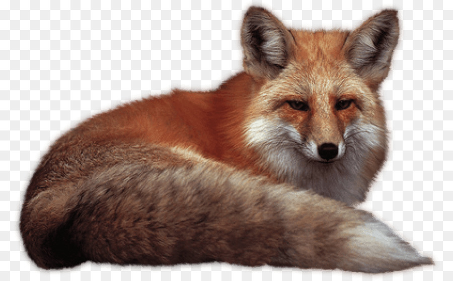 Red fox - fox png download - 850*559 - Free Transparent RED Fox png Download.