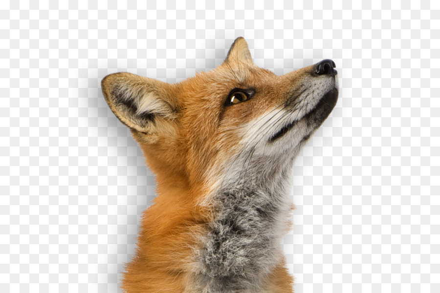 Red fox - fox png download - 900*600 - Free Transparent RED Fox png Download.