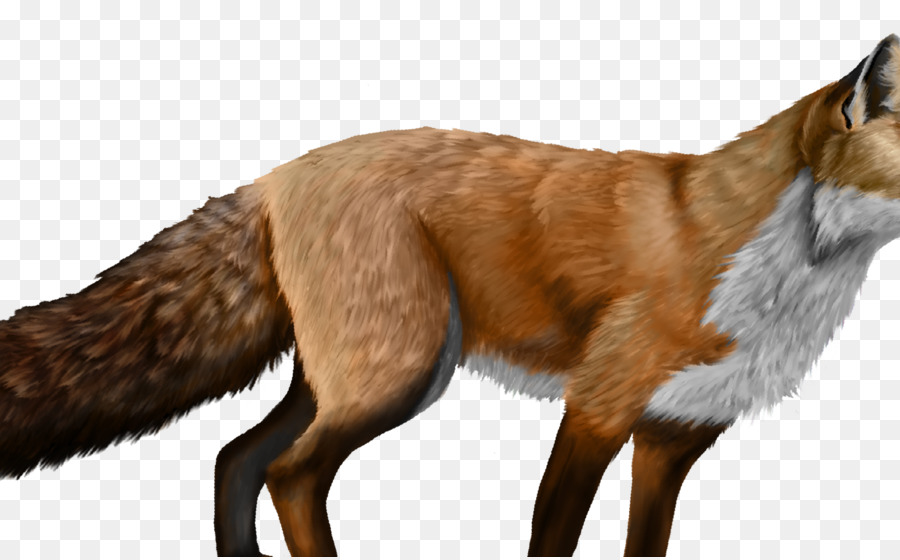 Red fox Dog Canidae Fur - fox png download - 1605*993 - Free Transparent RED Fox png Download.