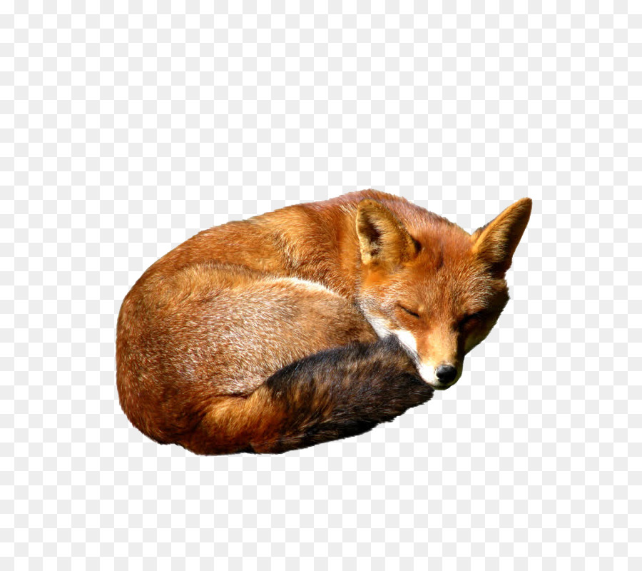 Red Fox Red Fox Kit fox - fox png download - 800*800 - Free Transparent RED Fox png Download.