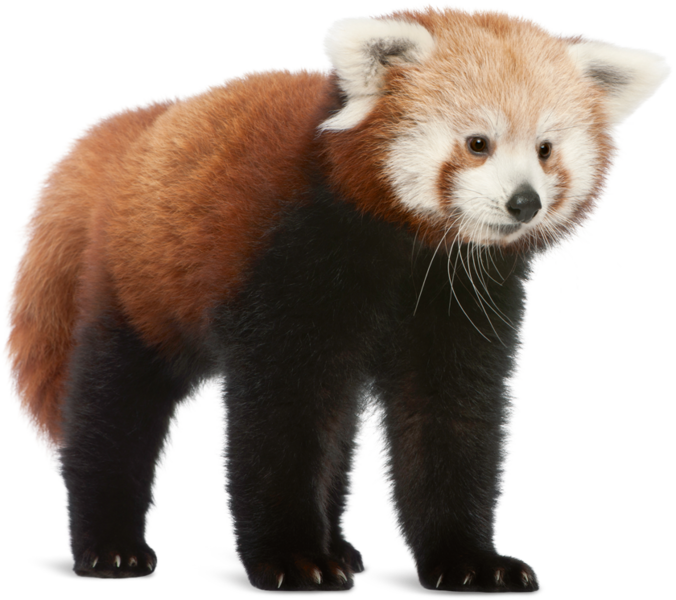 Cute Red Panda Stroke Transparent Png Amp Svg Vector - Riset