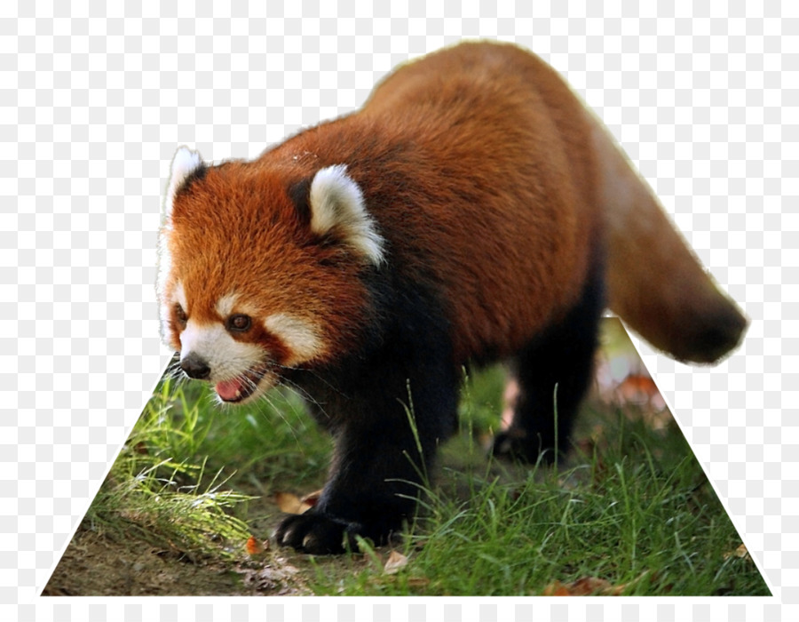 Giant panda Red panda Singalila National Park Raccoon Animal - POP OUT png download - 1024*774 - Free Transparent Giant Panda png Download.
